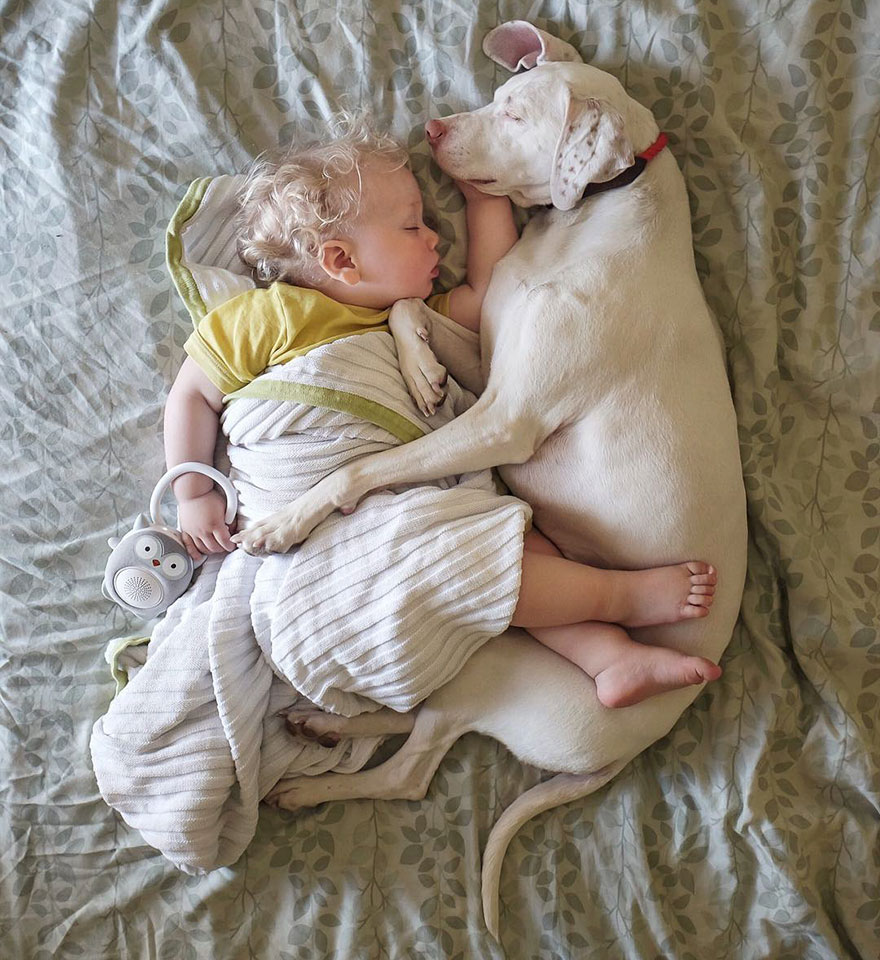 perro-bebe