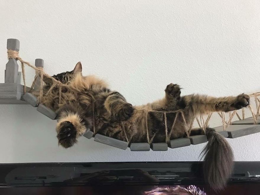 puente-de-Indiana-Jones-para-gatos