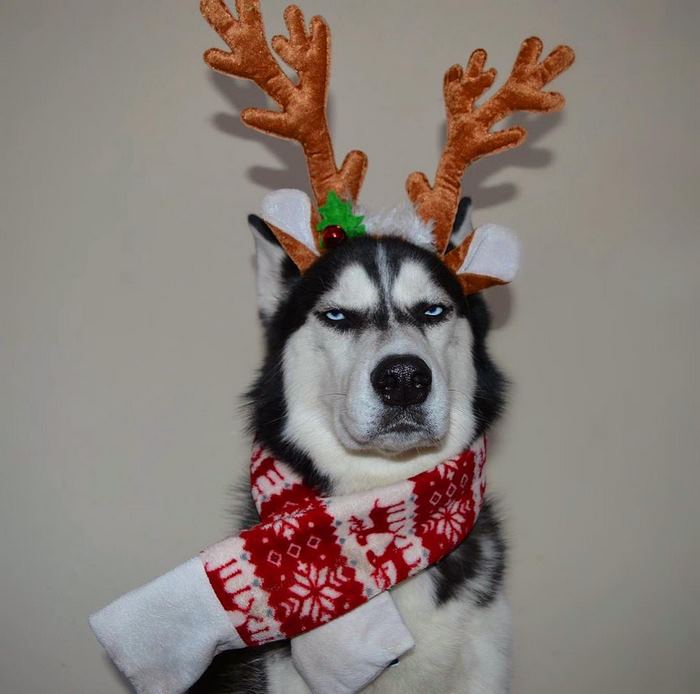 husky-Navidad