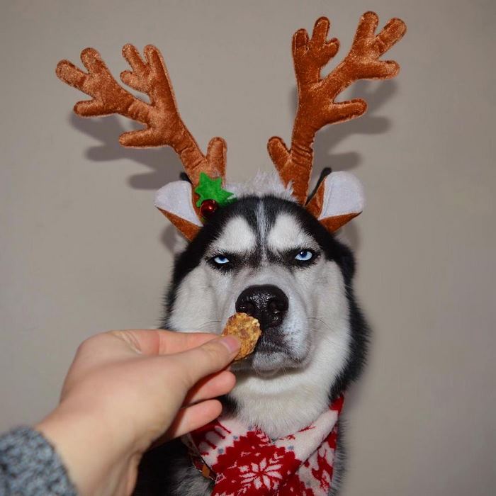 husky-Navidad