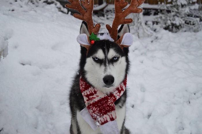 husky-Navidad