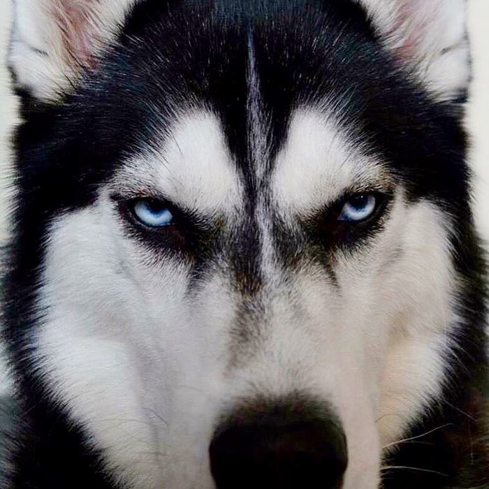 husky-Navidad