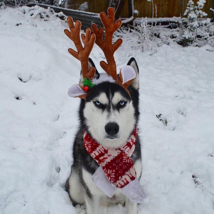 husky-Navidad