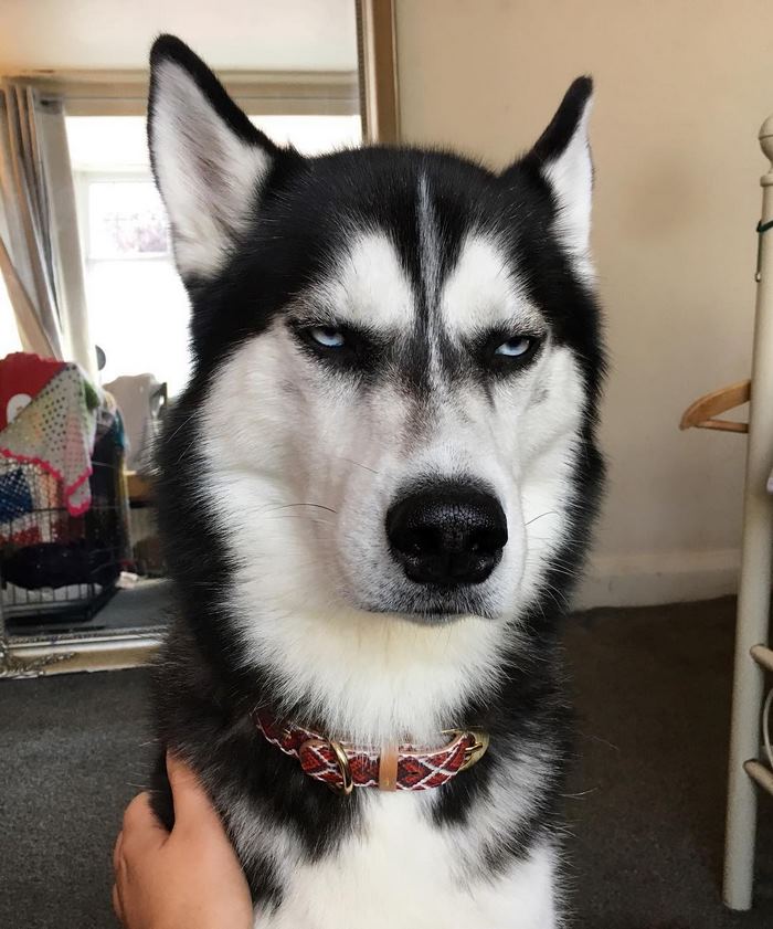 husky-Navidad