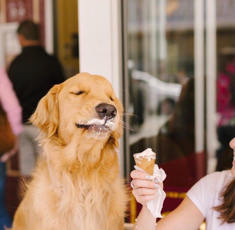 perro-disfrutando-de-un-helado