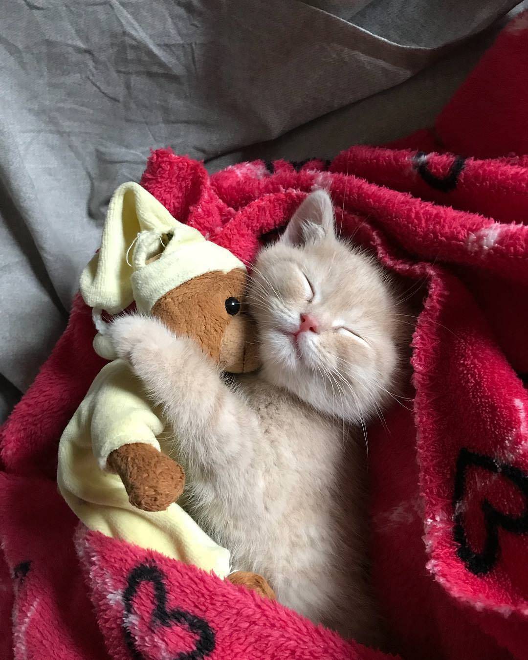 gato-abrazado-a-un-peluche