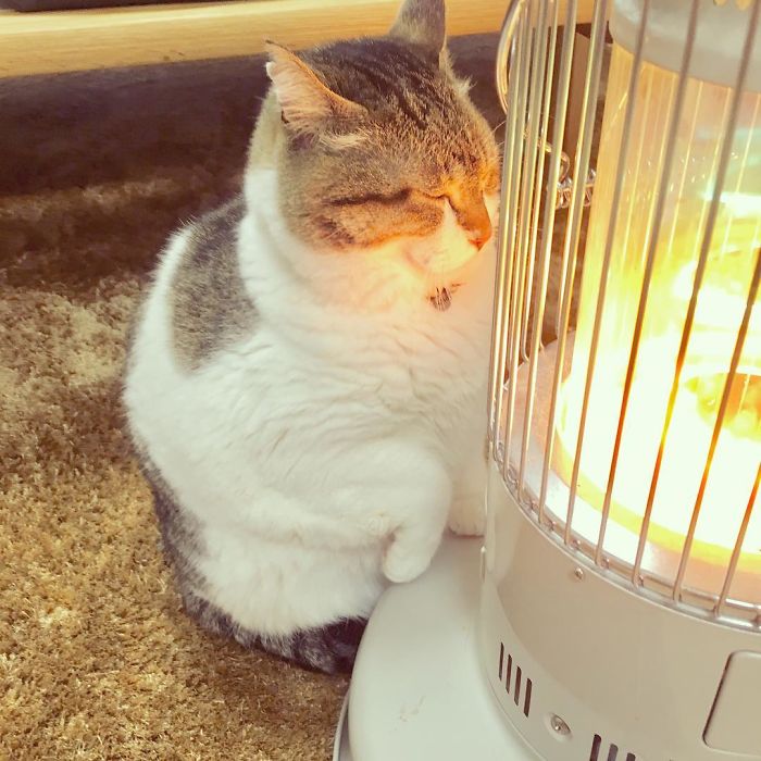 gato-estufa