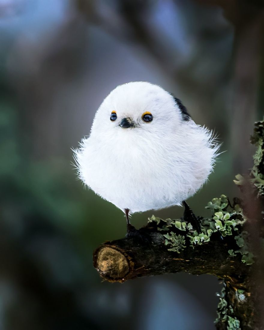 pajaros-Angry-Birds-reales
