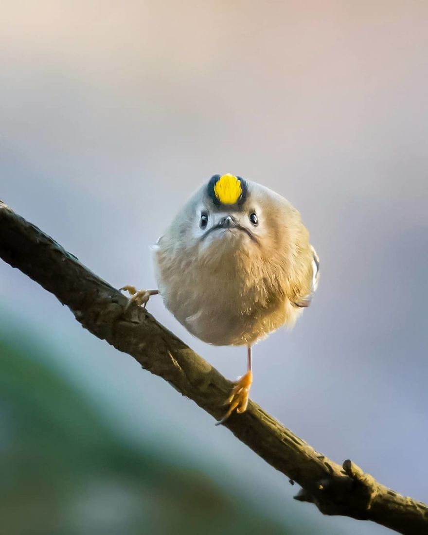 pajaros-Angry-Birds-reales