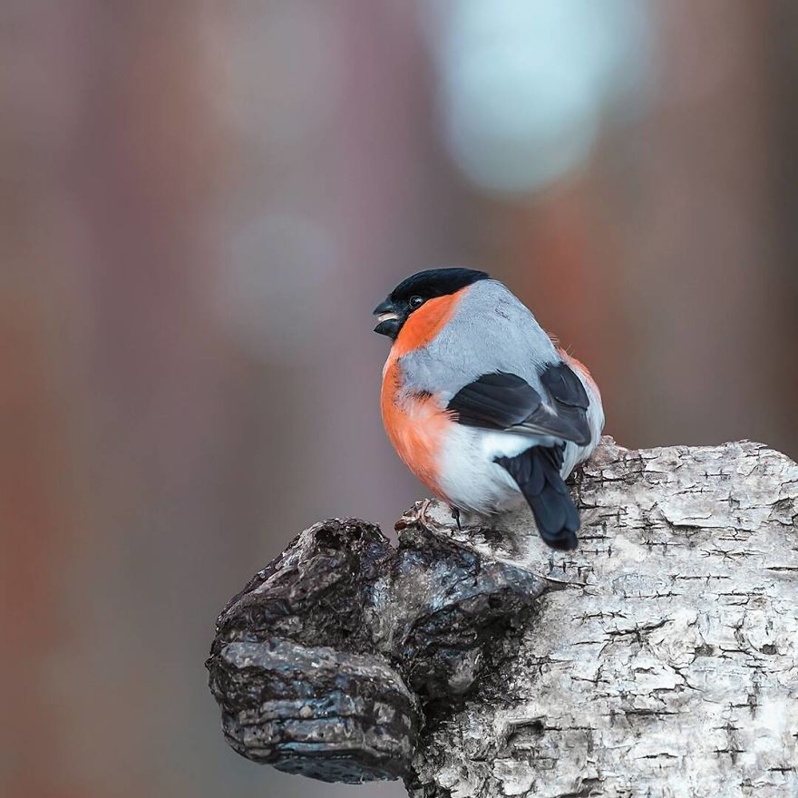 pajaros-Angry-Birds-reales