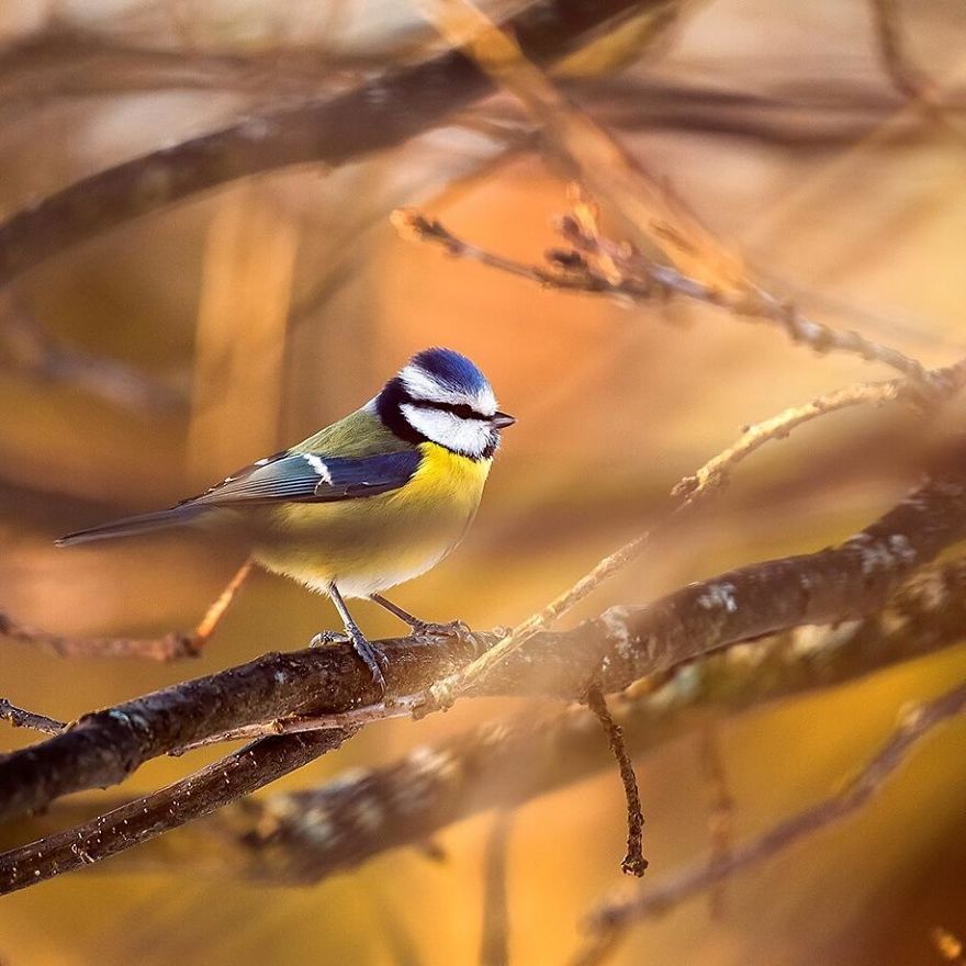 pajaros-Angry-Birds-reales