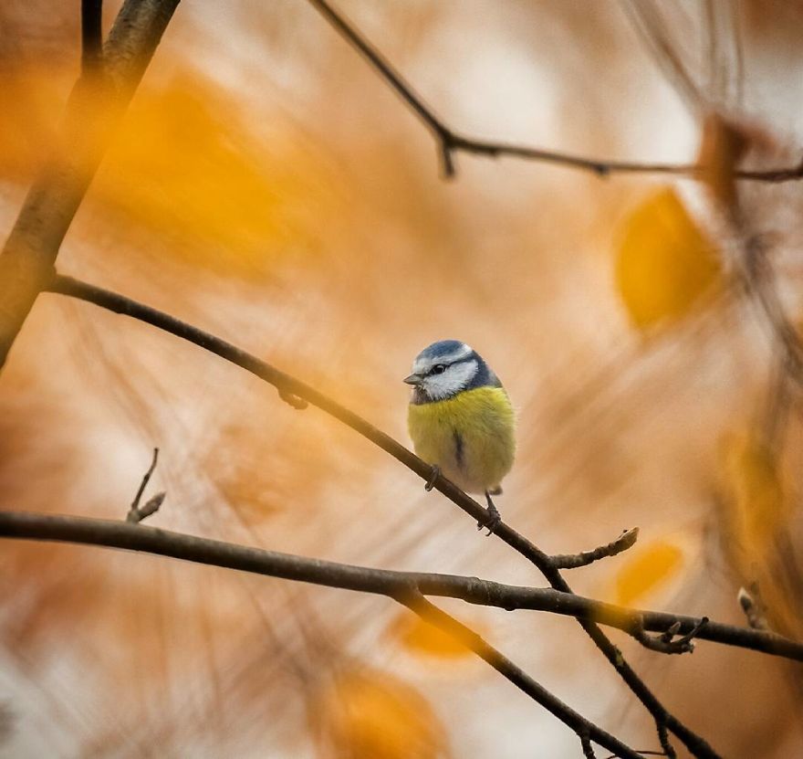 pajaros-Angry-Birds-reales