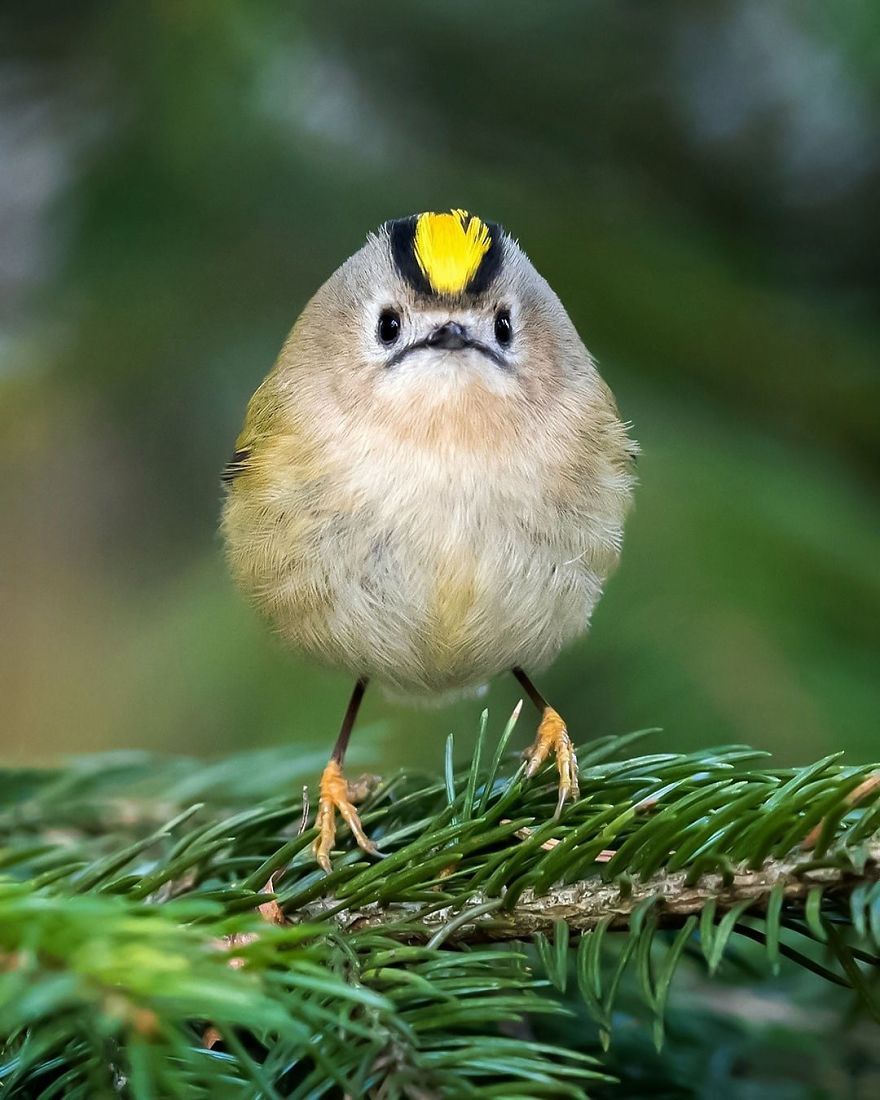 pajaros-Angry-Birds-reales