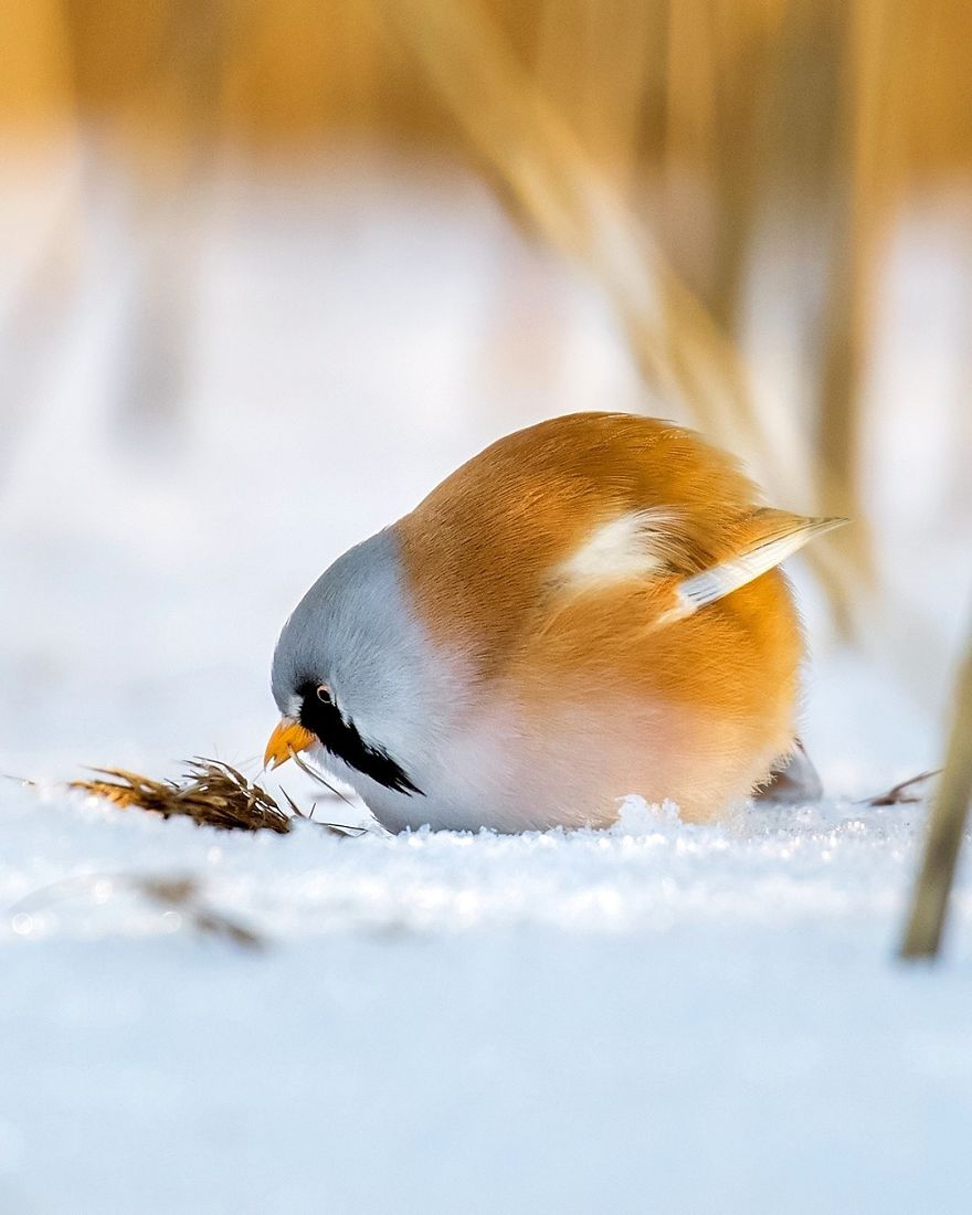 pajaros-Angry-Birds-reales