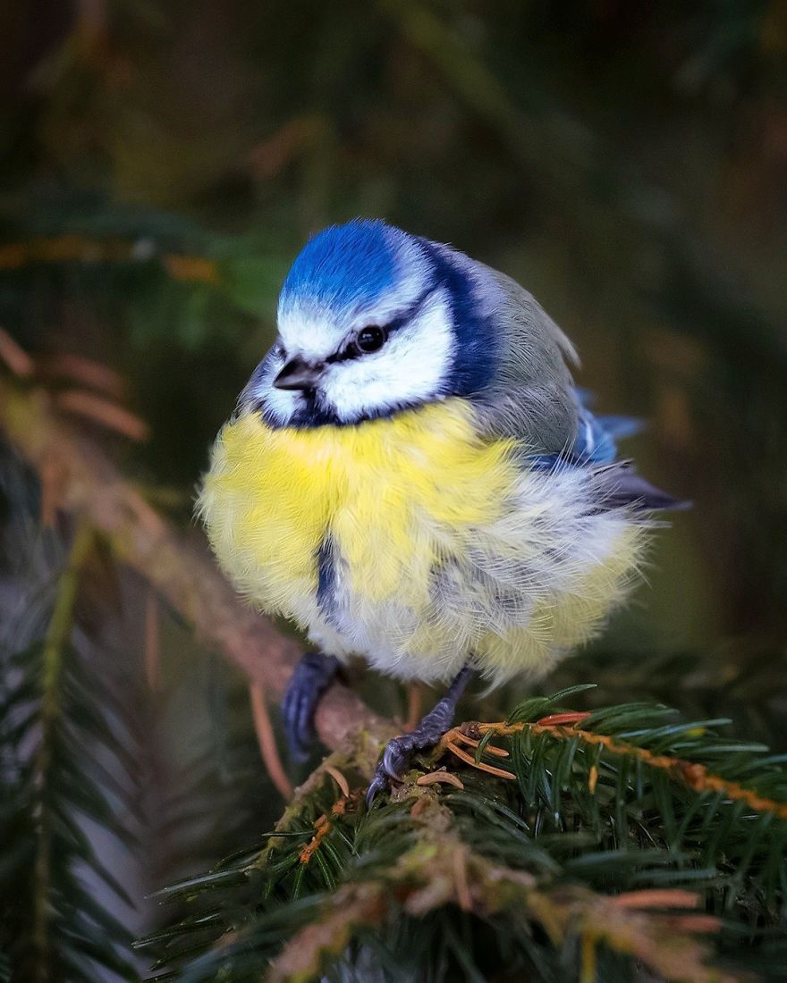 pajaros-Angry-Birds-reales