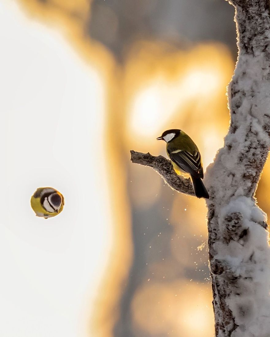 pajaros-Angry-Birds-reales