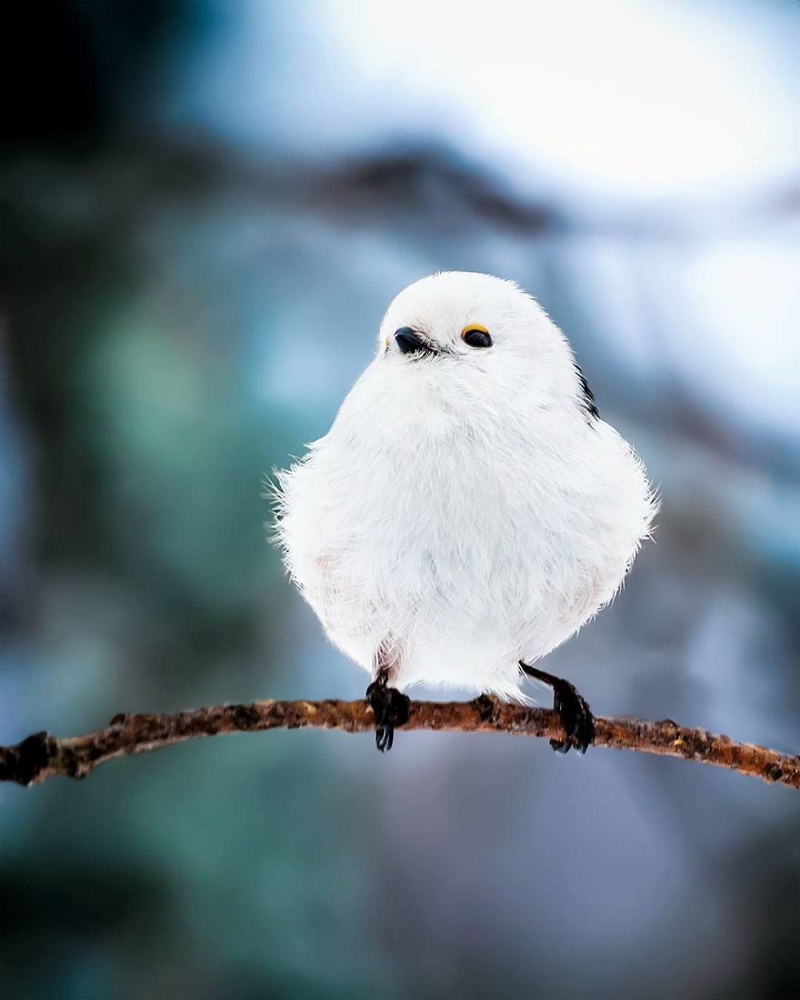pajaros-Angry-Birds-reales