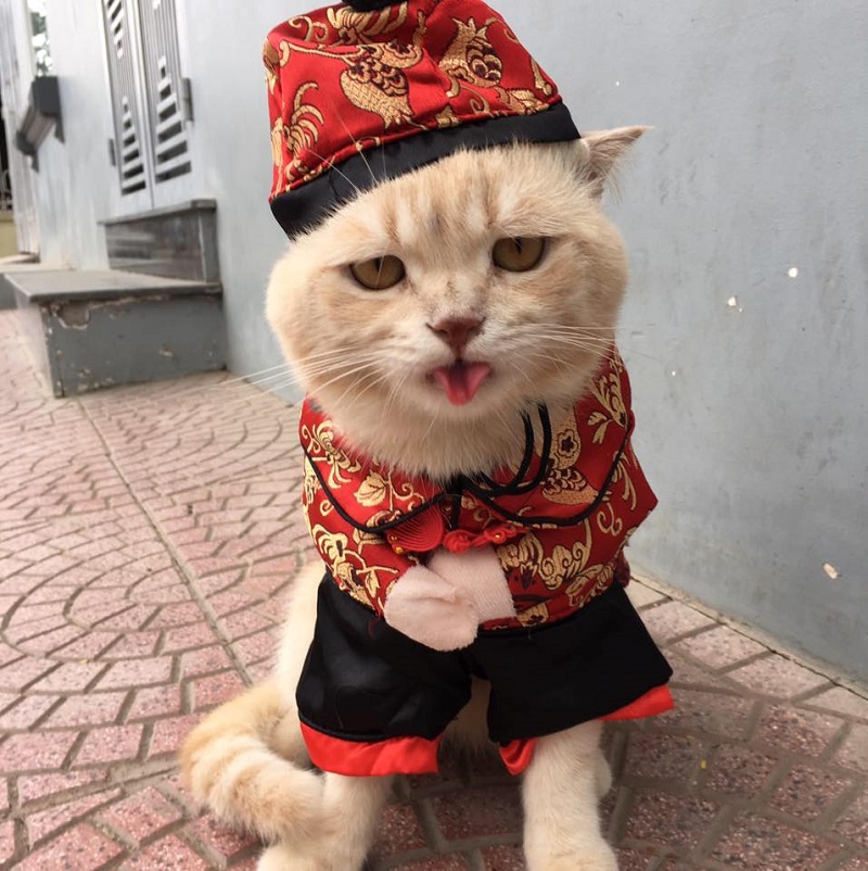 gato-disfrazado