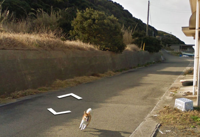 perro-Google-Street-View