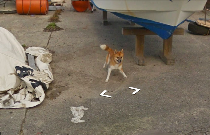perro-Google-Street-View