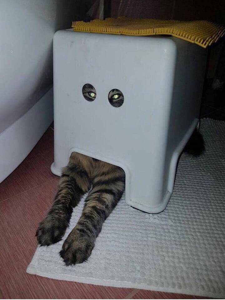 gato-en-modo-camuflaje