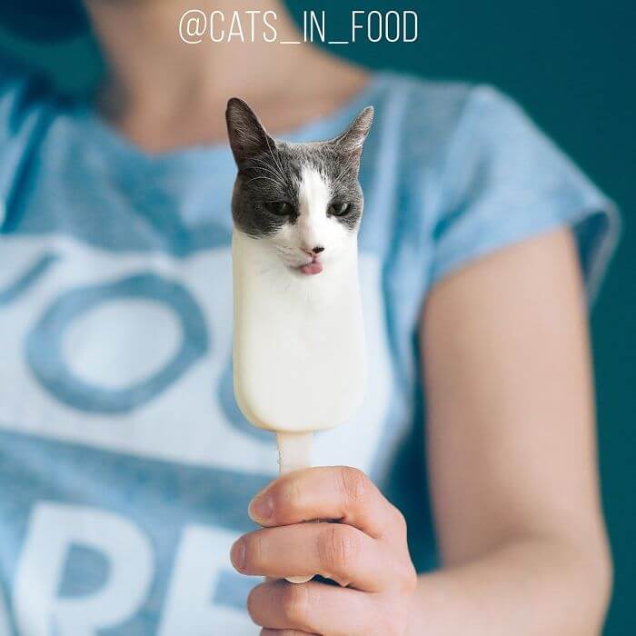 gatos-comida