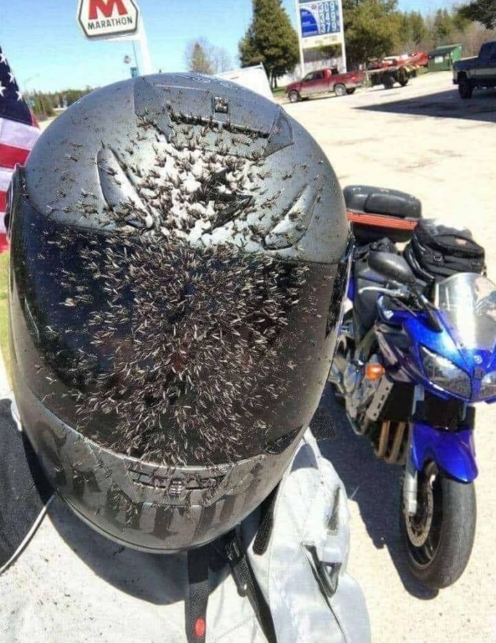 motorista-matamosquitos