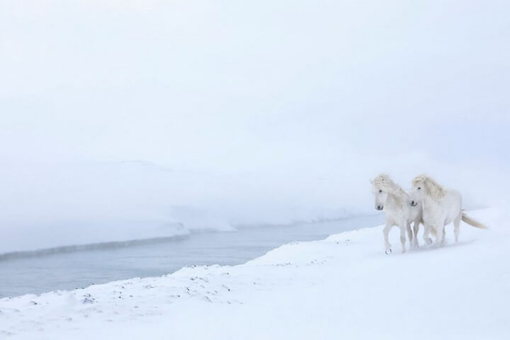 aballos-islandeses