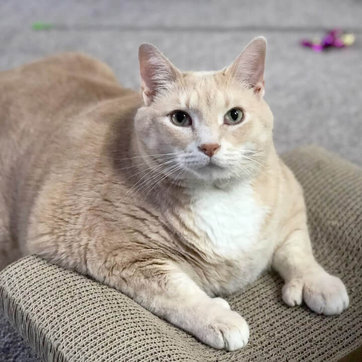 gato-de-15-kilos