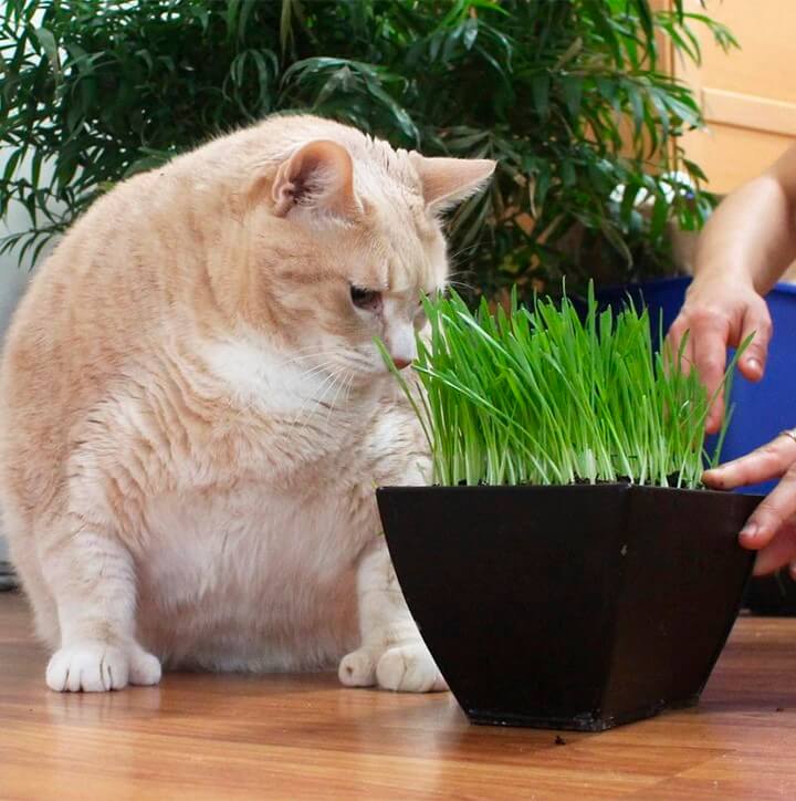 gato-de-15-kilos
