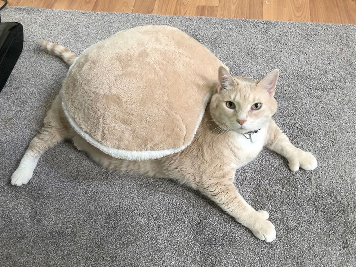 gato-de-15-kilos
