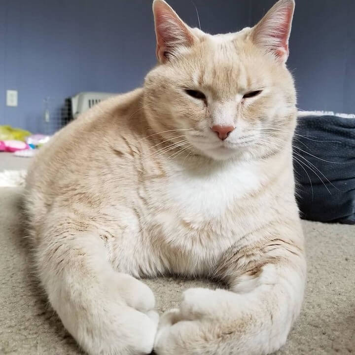 gato-de-15-kilos