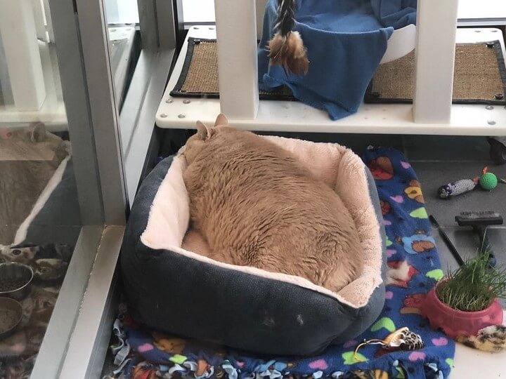 gato-de-15-kilos