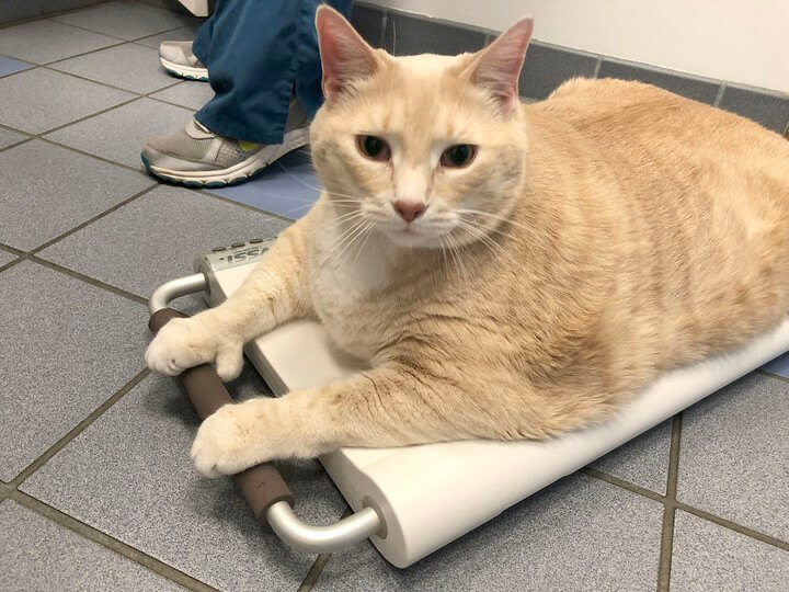 gato-de-15-kilos