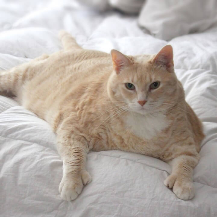 gato-de-15-kilos