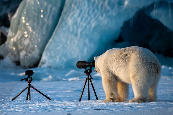oso-polar-fotografo