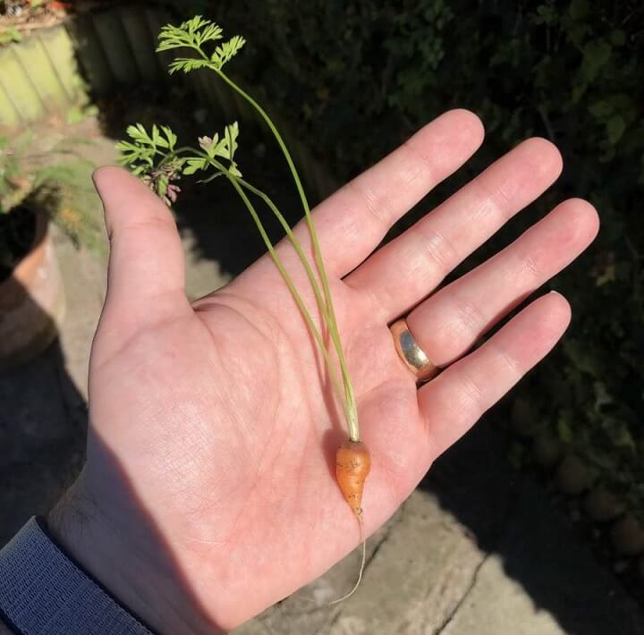 zanahoria-pequena