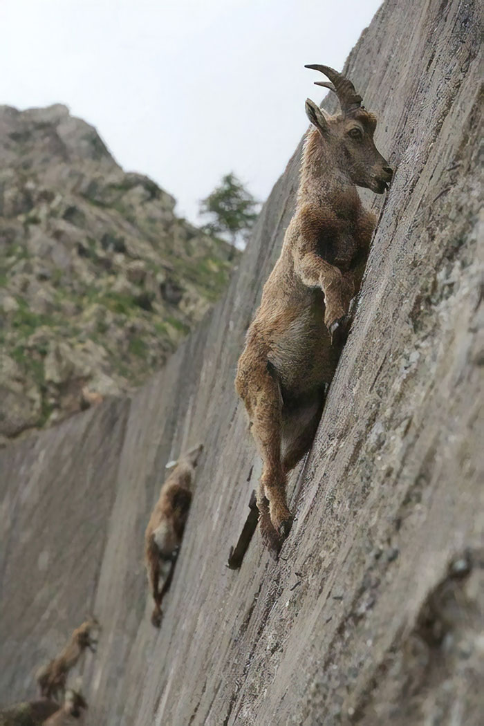 cabras-desafiando-la-gravedad