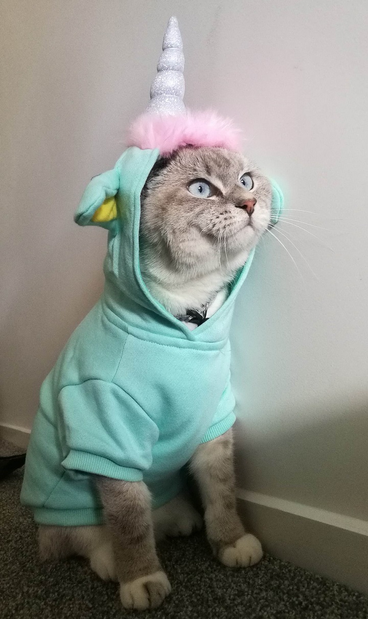 gato-disfrazado-de-unicornio
