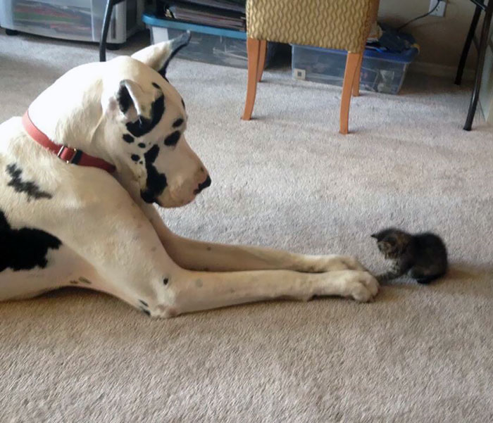 gran-danes