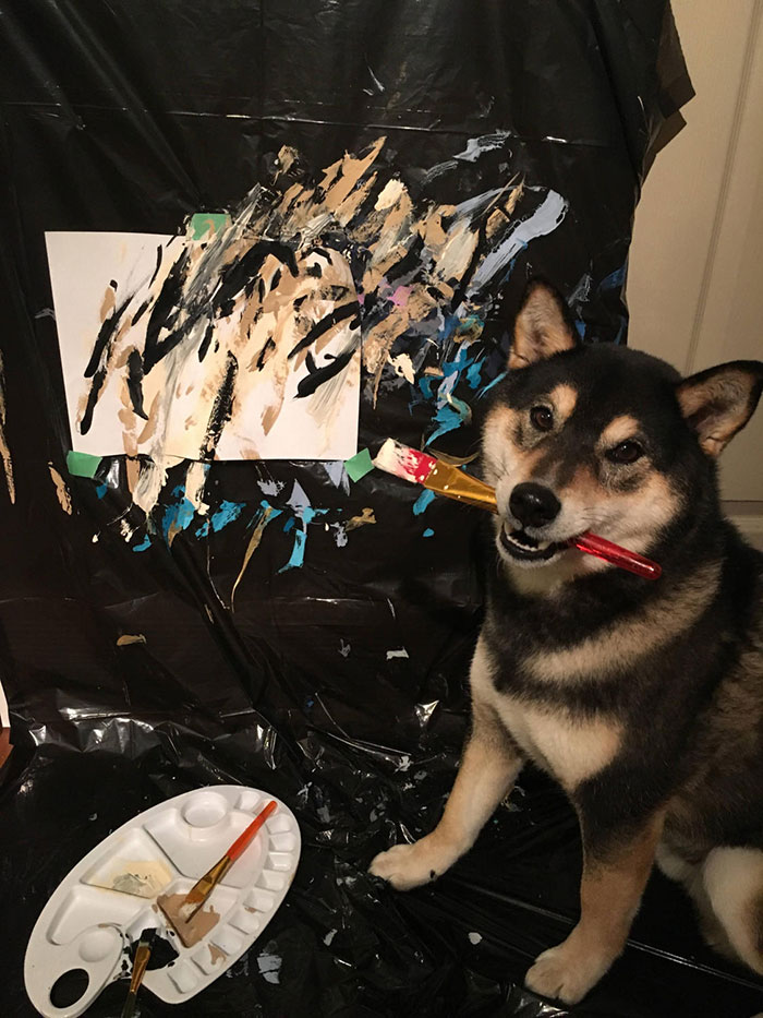 shiba-inu