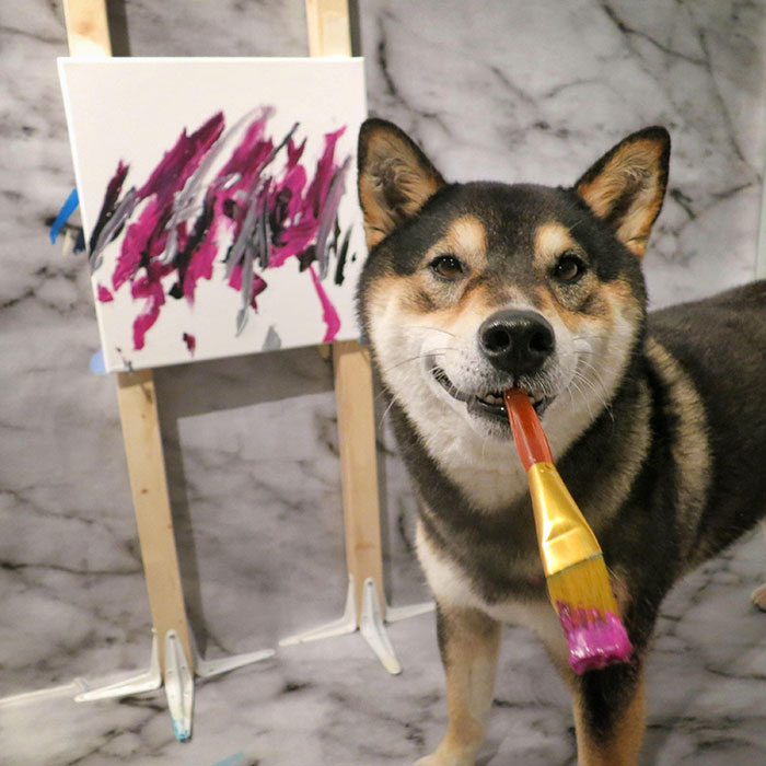 shiba-inu