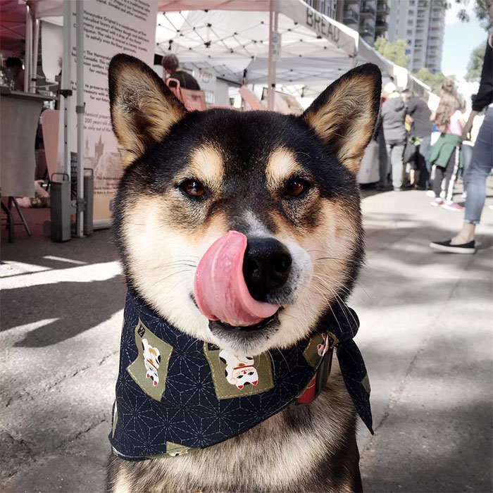 shiba-inu
