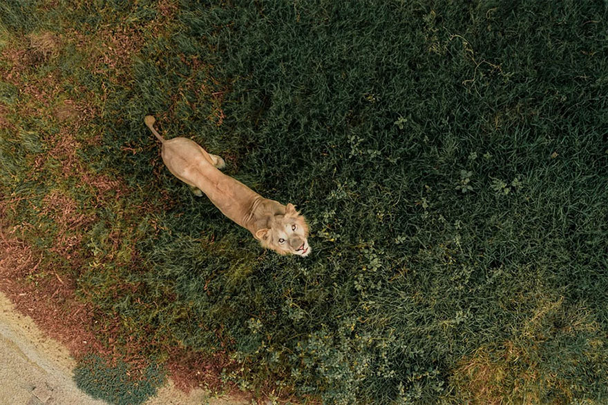 dron-foto