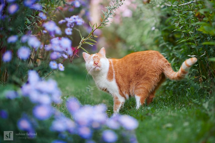 gato-ciego