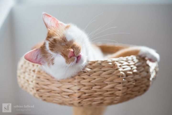 gato-ciego