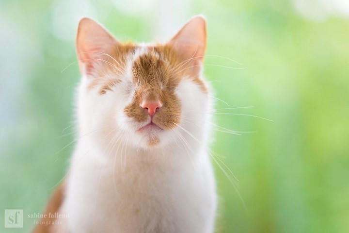 gato-ciego