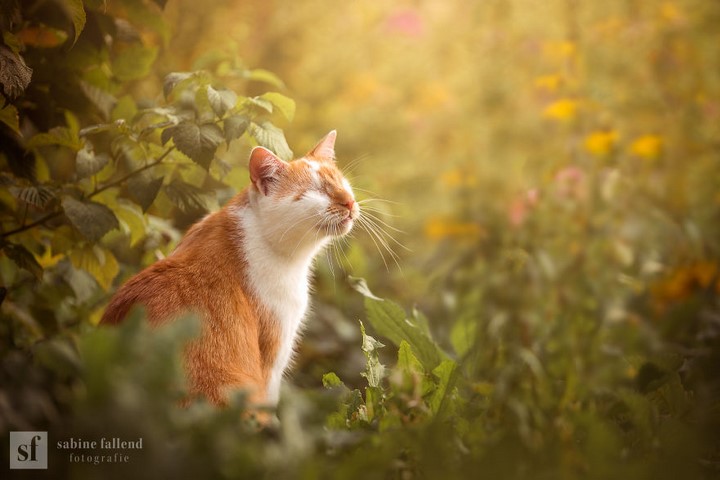 gato-ciego