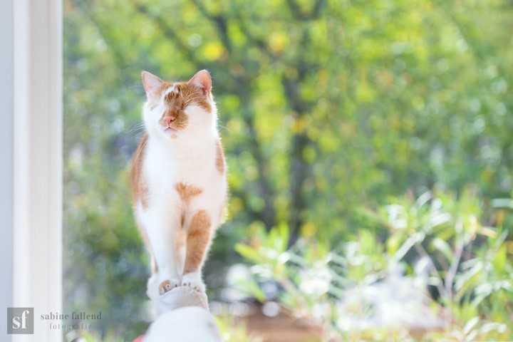 gato-ciego