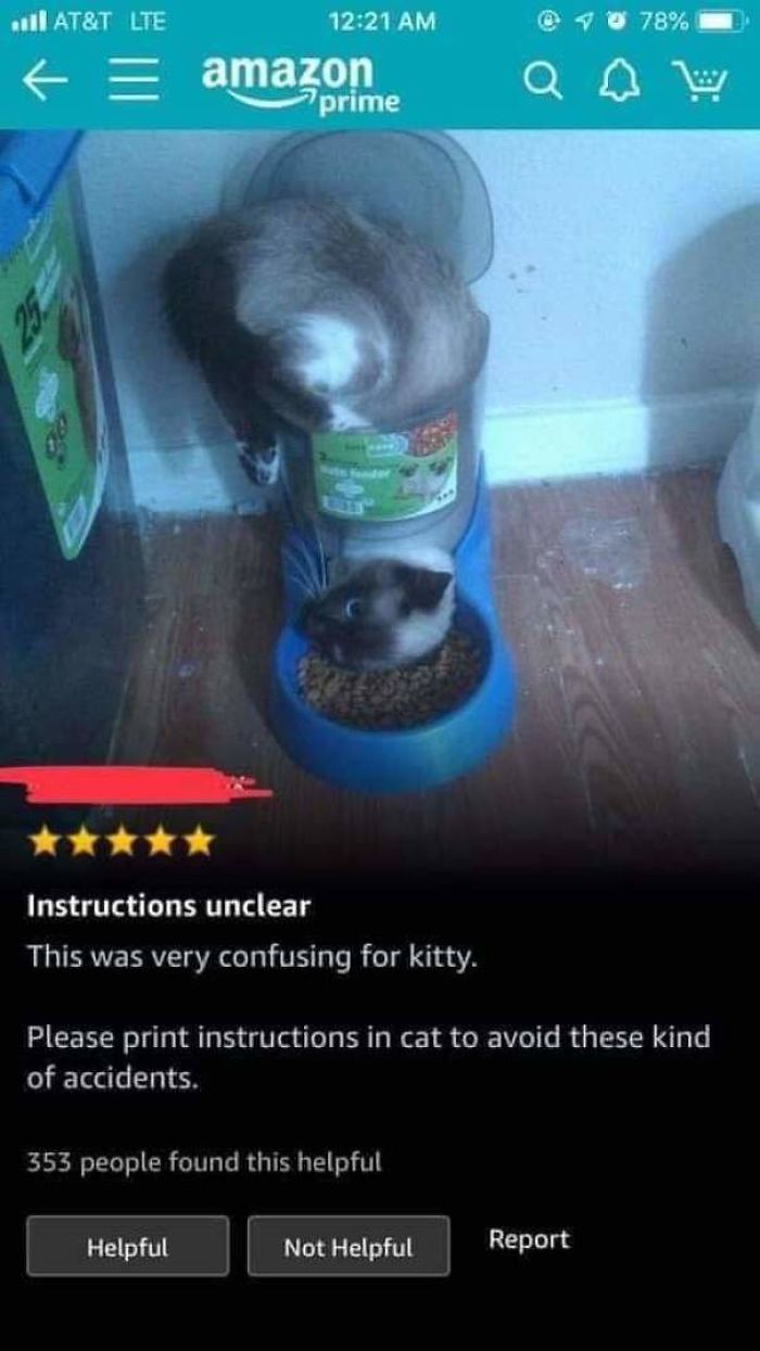 gatos-unicos